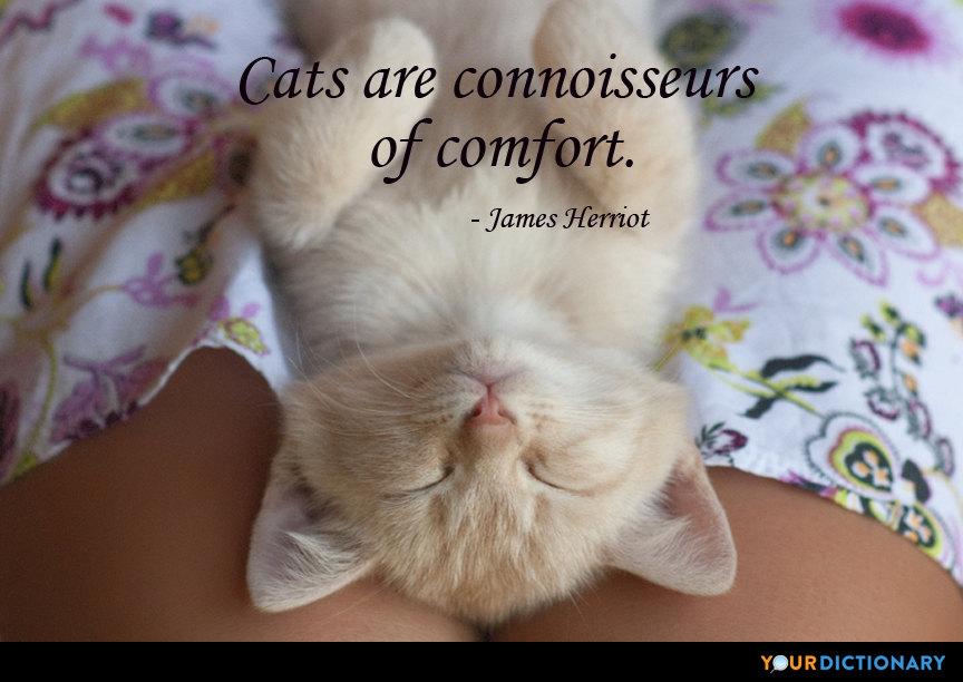 Cats are connoisseurs of comfort. James Herriot