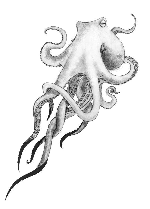 Grey Ink Octopus Tattoo Design By Corey