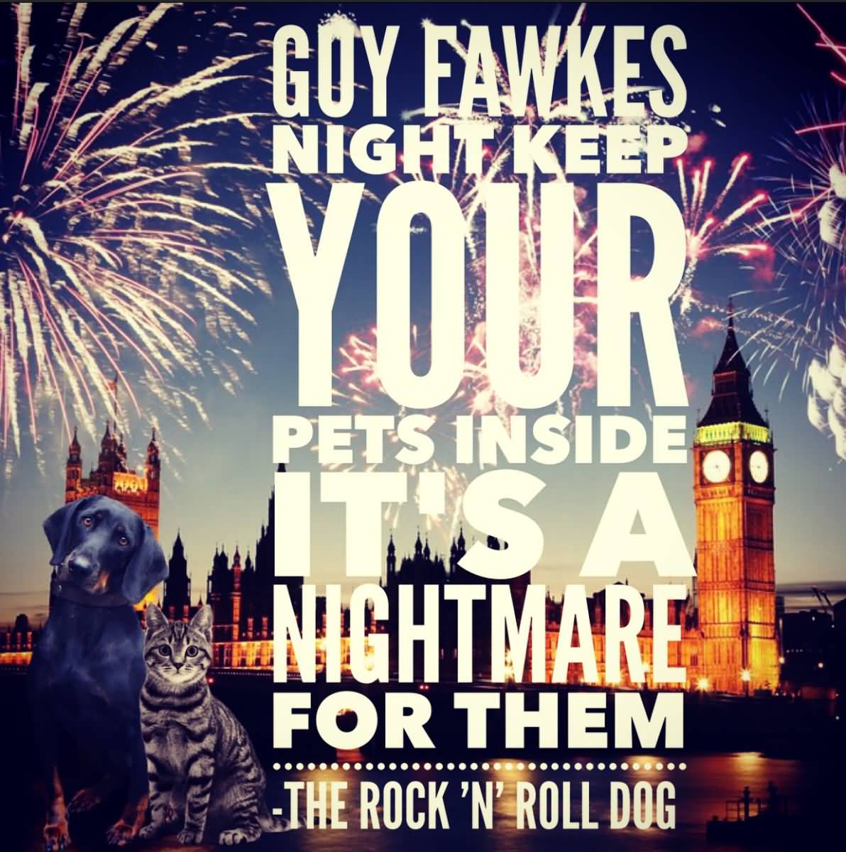 Guy Fawkes Night Keep Your Pets Inside It's A Nightmare For Them
