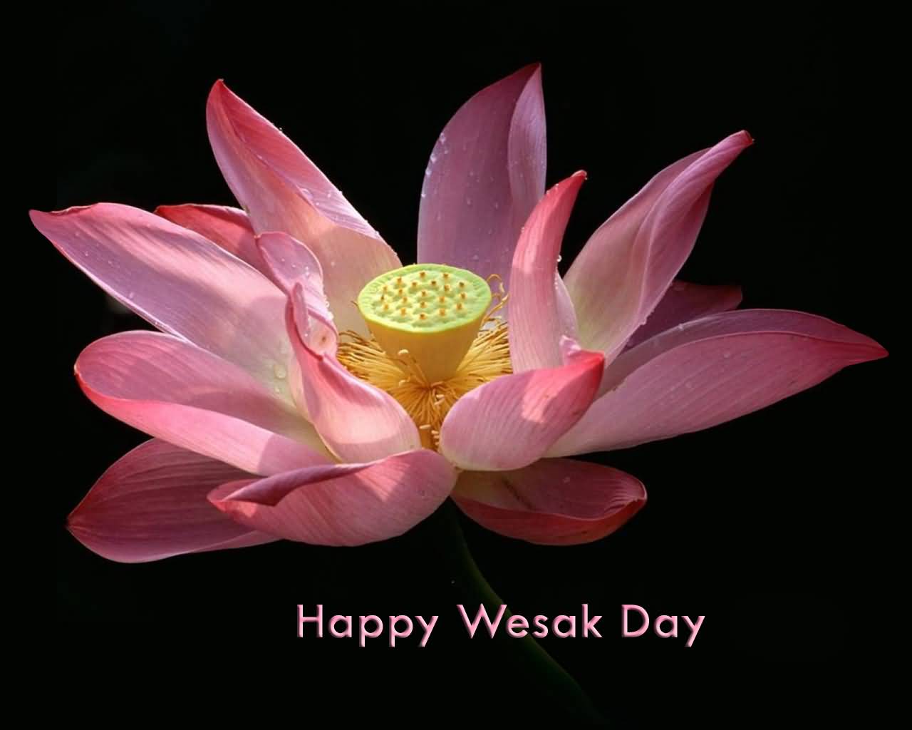 Happy Vesak Day Beautiful Flower Picture