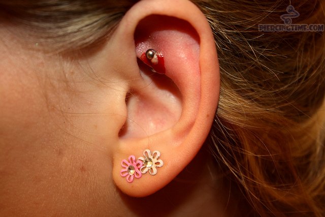 Left Ear Lobe And Rook Piercing