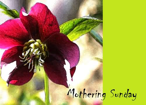 Mothering Sunday Wishes Flower On Greeting Card