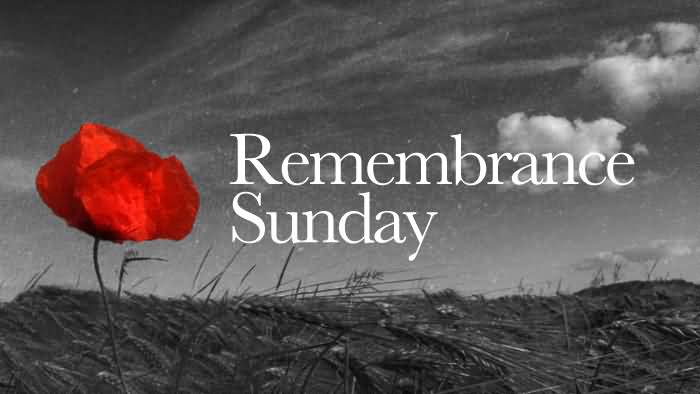Remembrance Sunday Red Poppy Flower