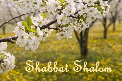 Shabbat Shalom Greetings Spring Blossom