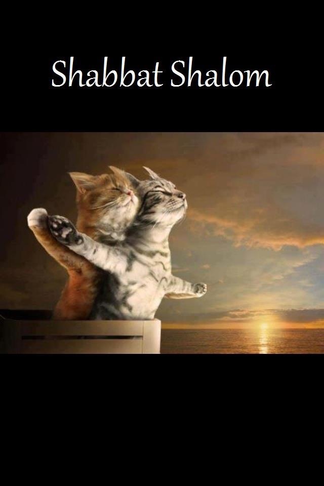 Shabbat Shalom Loving Cats Picture