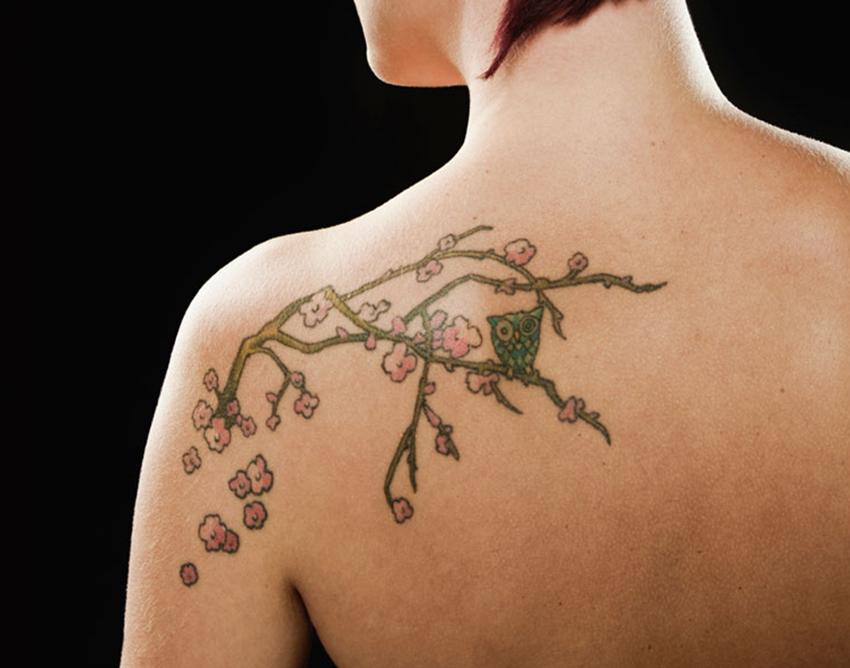 Simple Owl On Branch Tattoo On Girl Left Back Shoulder