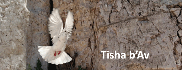 Tisha B'Av Flying Dove Picture