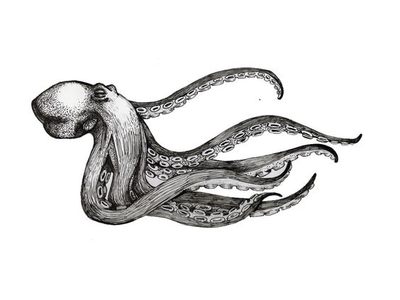 Classic Black And White Octopus Tattoo Design