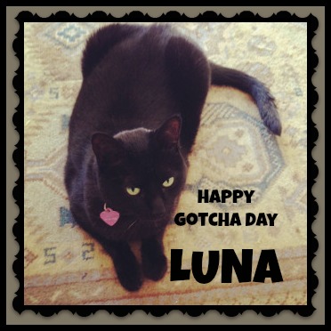 Happy Gotcha Day Black Cat Picture