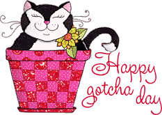 Happy Gotcha Day Cat In Basket