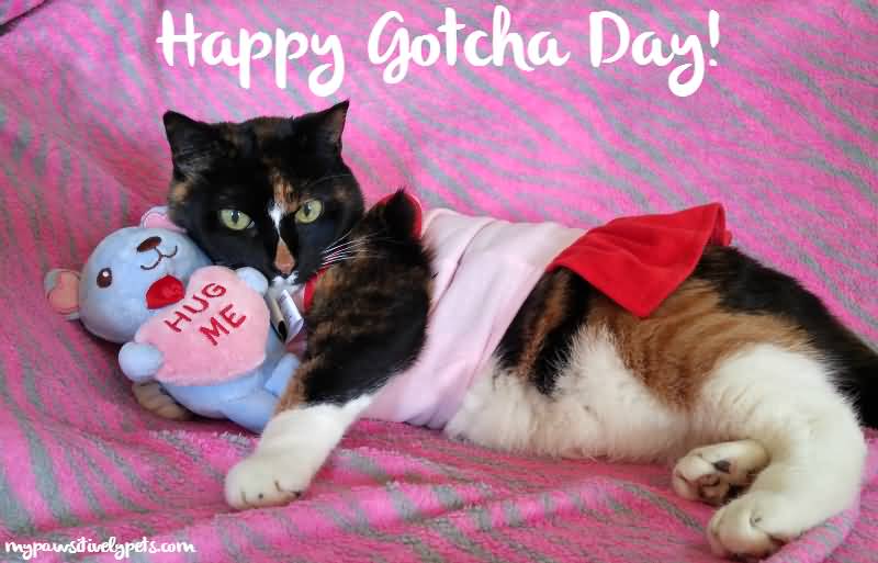 Happy Gotcha Day Cat With Teddy Bear