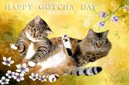 Happy Gotcha Day Cats Picture