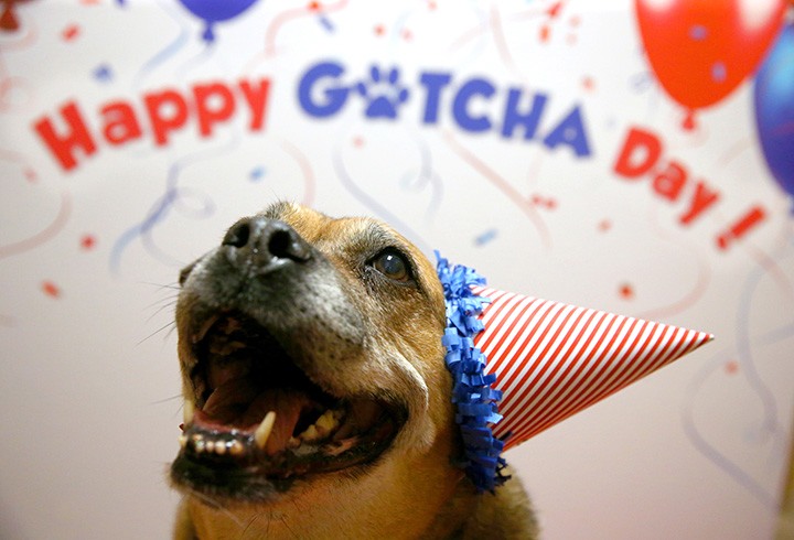 Happy Gotcha Day Cute Dog Face