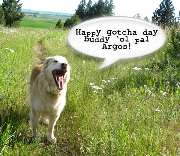 Happy Gotcha Day Dog Picture