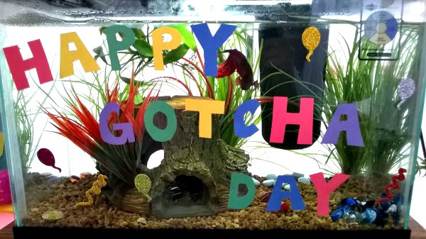 Happy Gotcha Day Fish Aquarium
