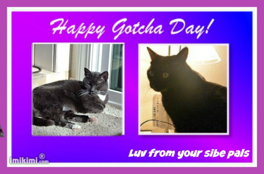 Happy Gotcha Day Luv From Your Sibe Pals