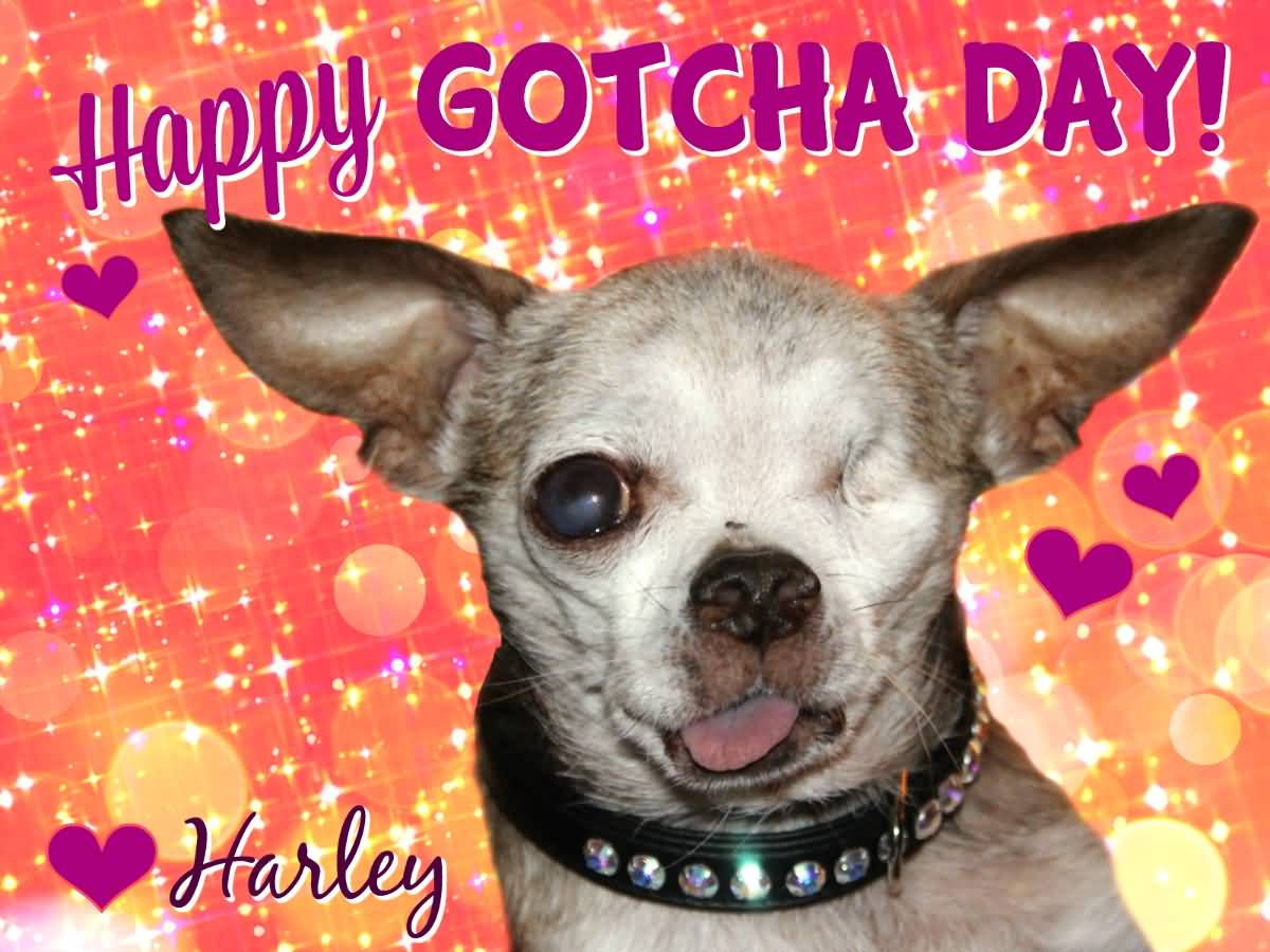 Happy Gotcha Day One Eyed Dog Picture