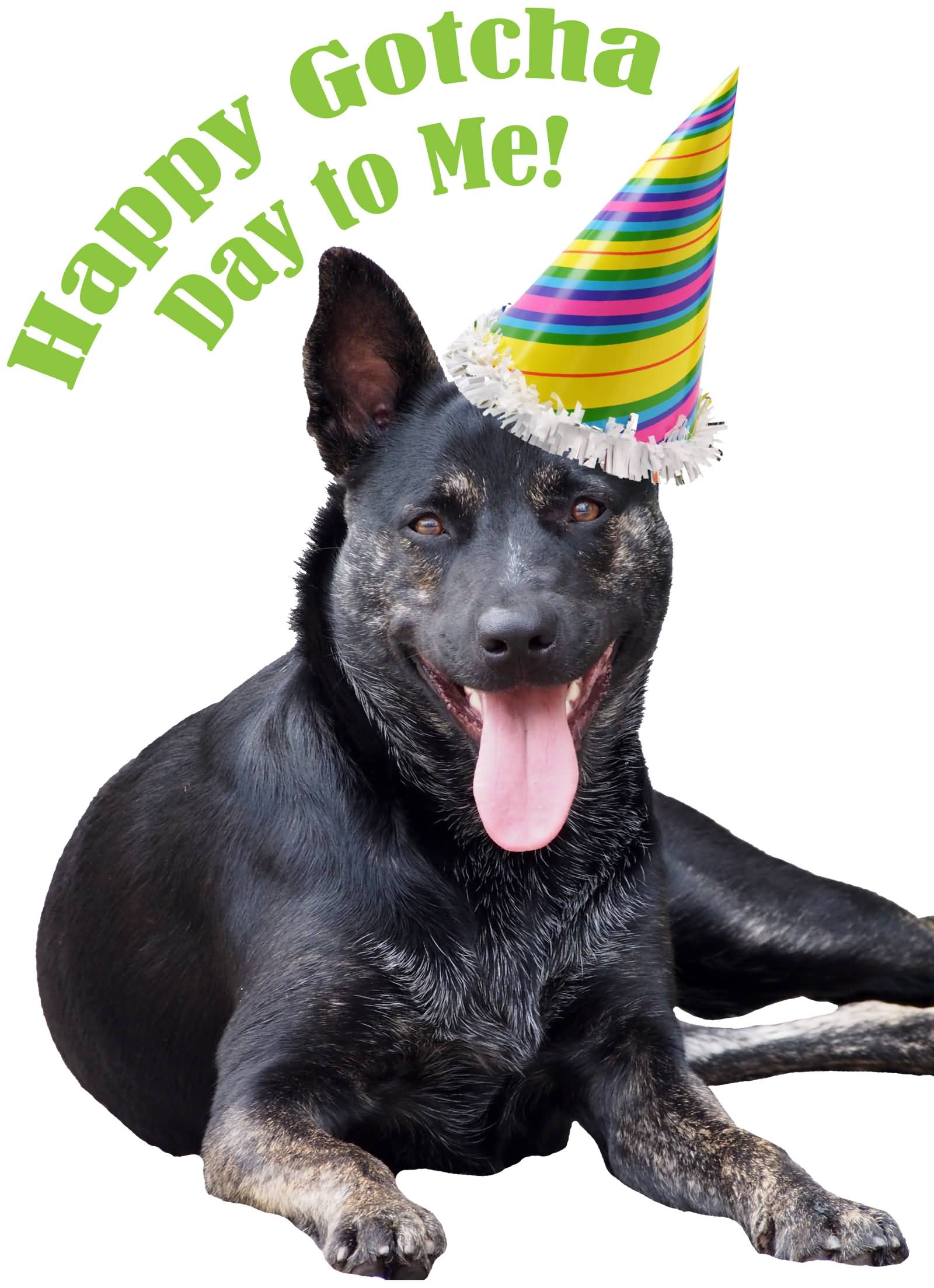 Happy Gotcha Day To Me Dog With Birthday Cap