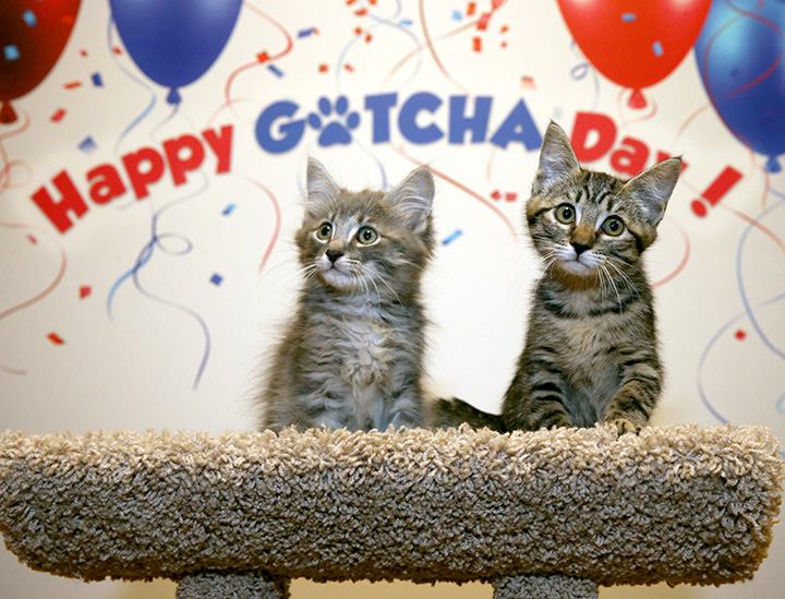 Happy Gotcha Day Two Cute Cats Sitting Picture