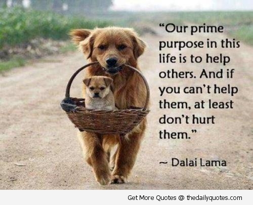 Our prime purpose in this life is to help others. And if you can't help them, at least don't hurt them. Dalai Lama