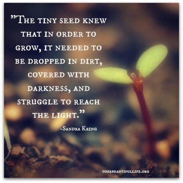 The tiny seed knew that in order to grow, it needed to be dropped in dirt, covered in darkness, struggle to reach the light. Sandra Kring