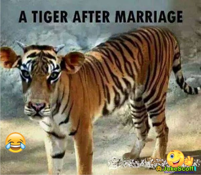 A Tiger After Marriage Funny Image