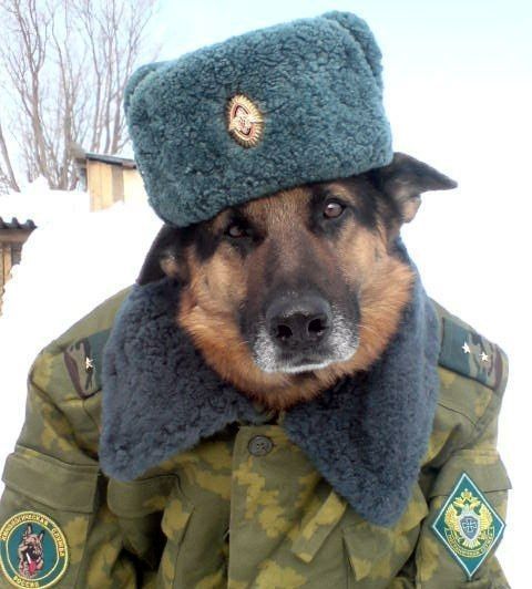 Army Man Uniform Costume For Pet