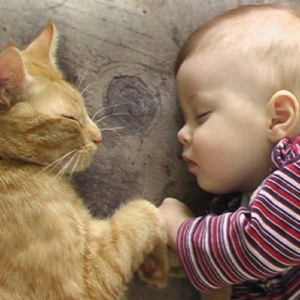 Baby Sleeping With Cat Funny Picture