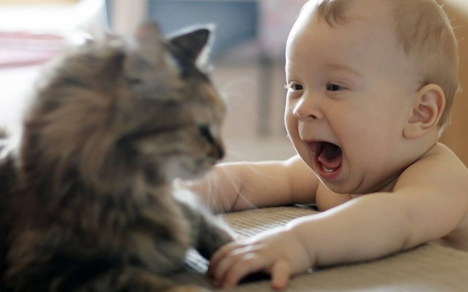 Baby With Cat Funny Picture