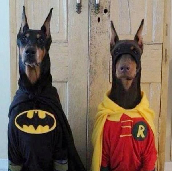 Batman And Wonder Woman Funny Pet Costumes