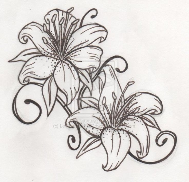 Black And Grey Outline Lily Tattoos Designs