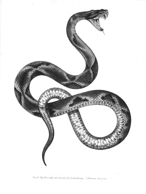 Black And Grey Snake Tattoo Design