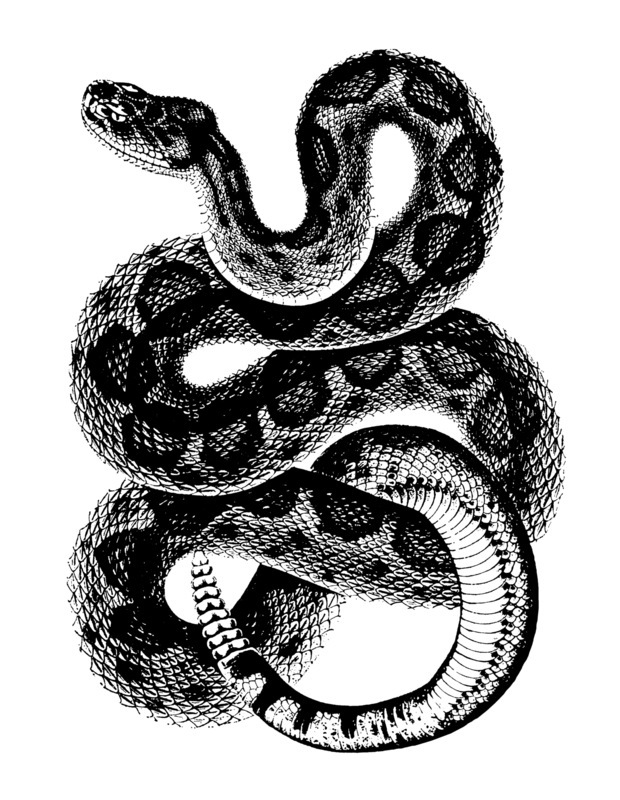 Black Ink Rattlesnake Tattoo Design