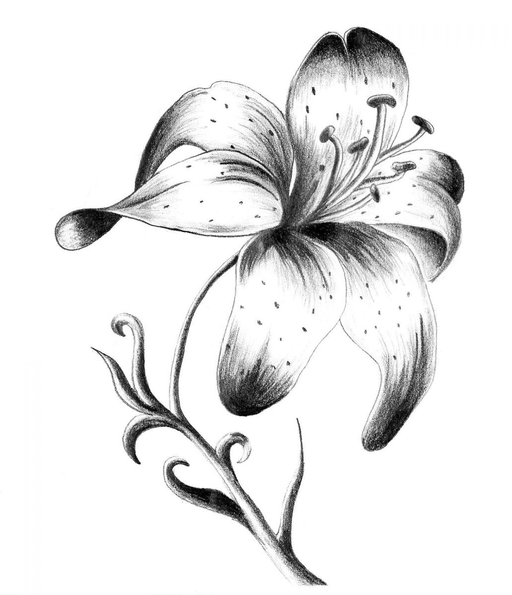 Black and Grey Lily Flowers Tattoo Design