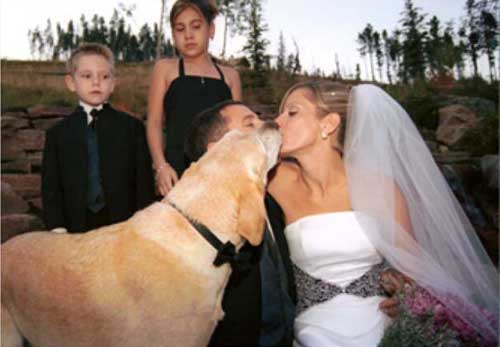 Bride Kissing Dog Funny Wedding Image