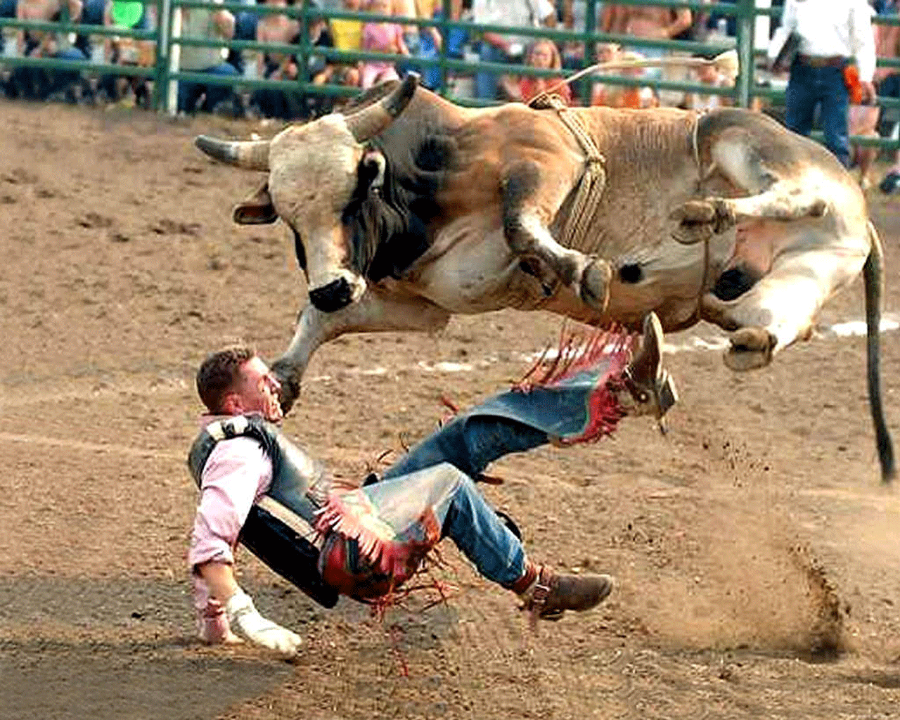 Bull Fight Funny Sports Moment