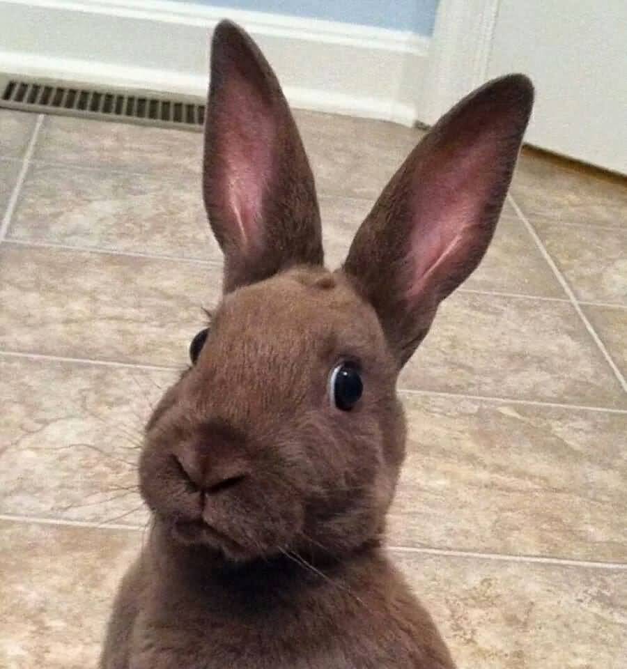 Bunny Is Not Impressed Funny Animal Image