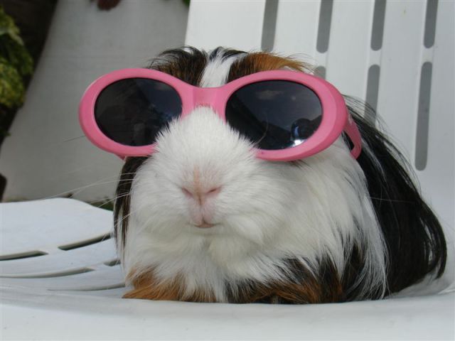 Bunny With Googles Funny Animal Picture