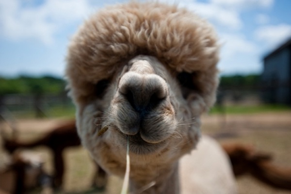Camel With Funny Hairstyle Picture