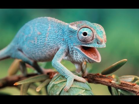 Chameleon Funny Animal Image