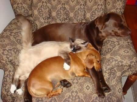 Cat And Dogs Funny Sleeping Photo