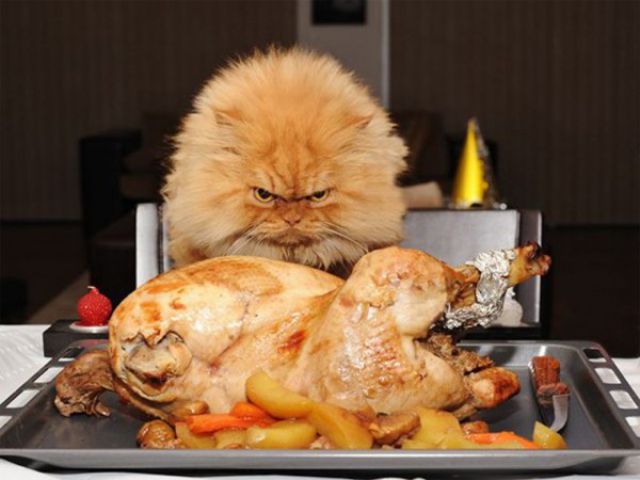 Cat Ready To Eat Turkey Funny Thanksgiving
