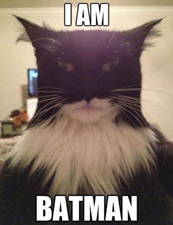 Cat Says I Am Batman Funny Animal Photo