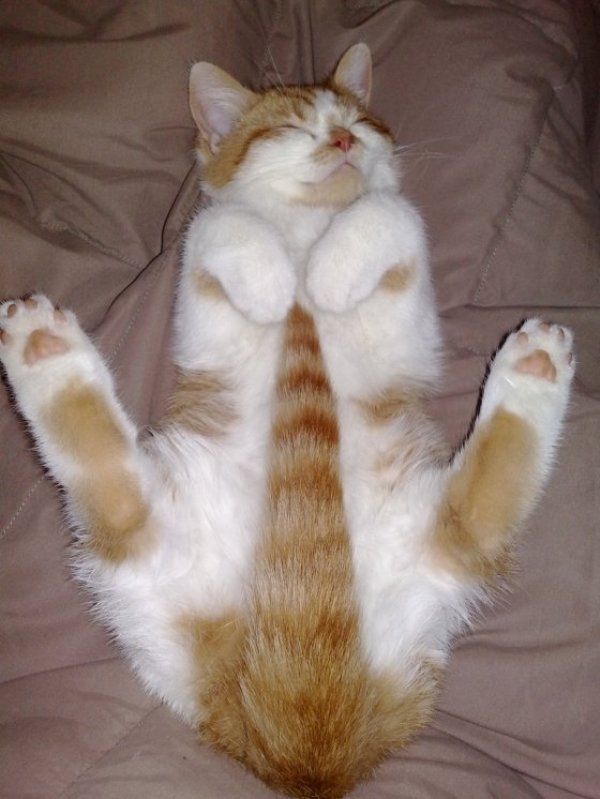 Cat Sleeping In Funny Way