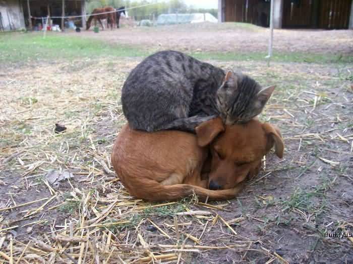 Cat Sleeping On Dog Funny Photo