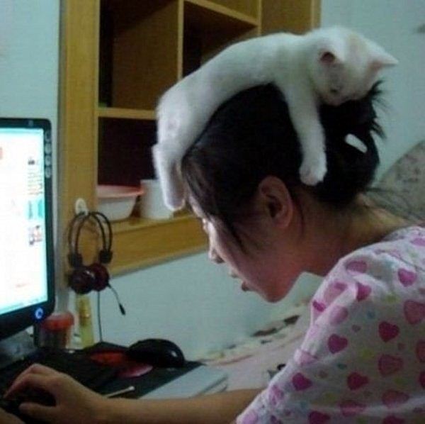 Cat Sleeping On Girls Head Funny Picture