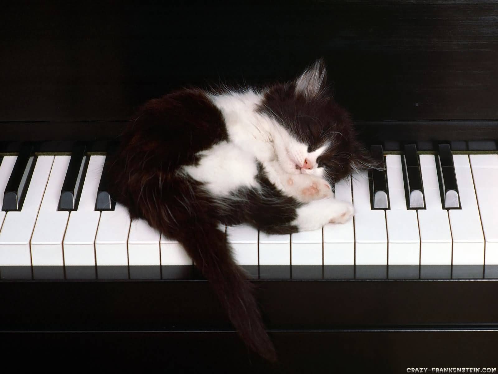 Cat Sleeping On Piano Funny Picture