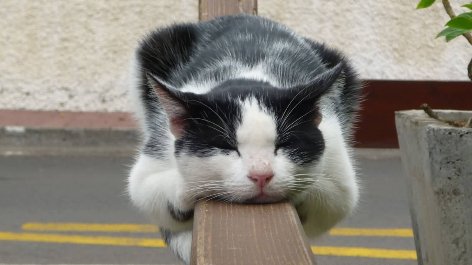 Cat Sleeping On Railing Funny Picture