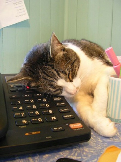 Cat Sleeping On Telephone Funny Picture
