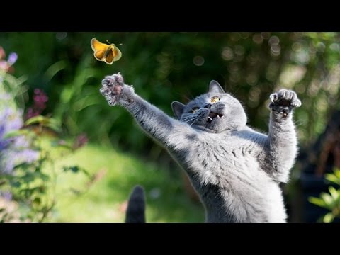Cat Trying To Catch Butterfly Funny Picture